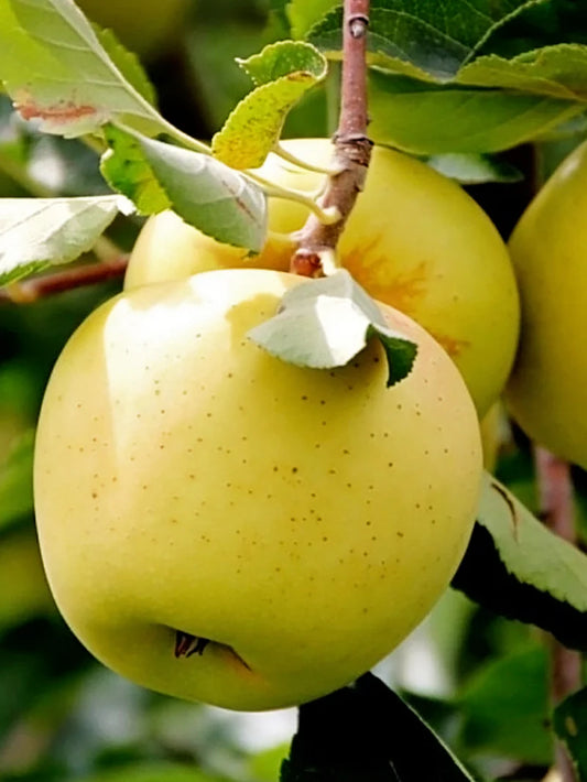 Apple Trees - Golden Delicious
