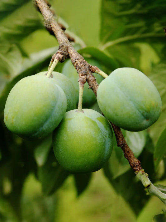 Plum Trees - Green Gage