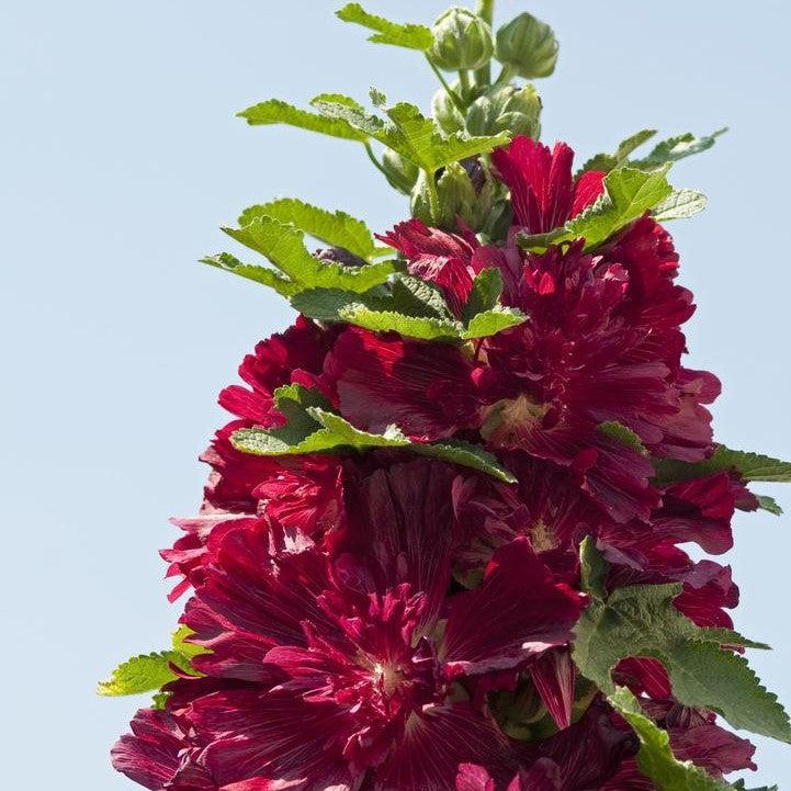Alcea rosea 'Spring Celebrities Crimson' - Spring Celebrities™ Crimson ...