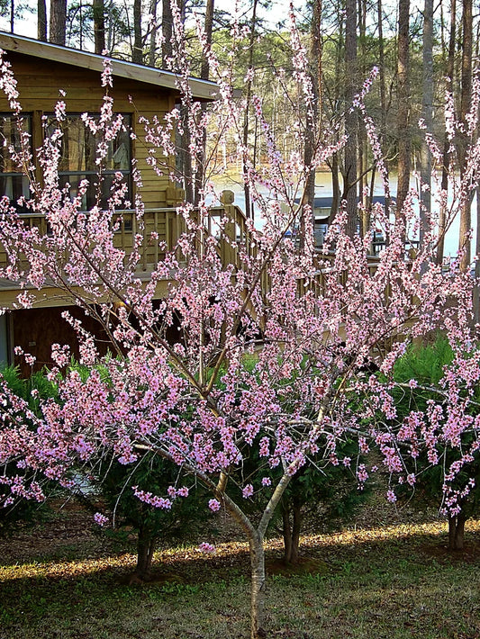 Peach Trees - Harvester