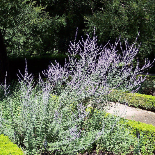 Russian Sage