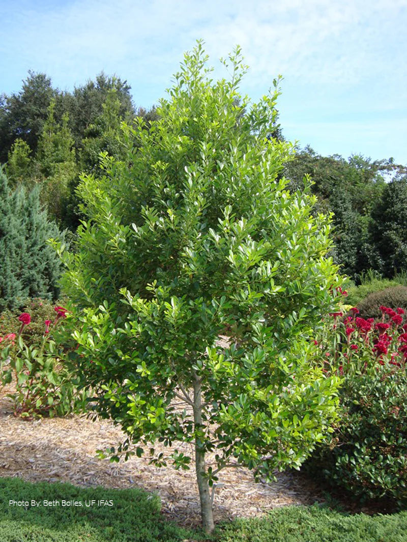 Holly - Dahoon – Online Trees