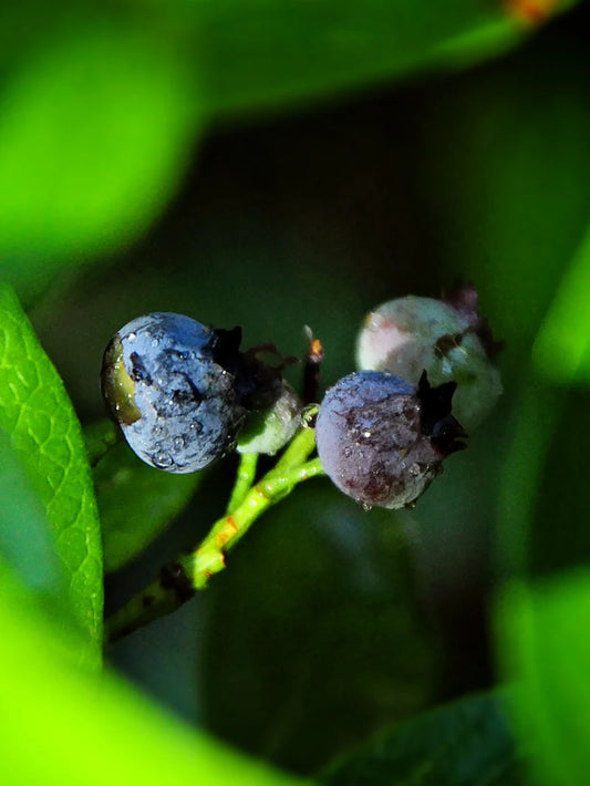 Blueberry - Home Bell (Rabbit Eye)