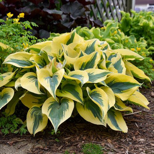 PW® Shadowland® Autumn Frost Hosta