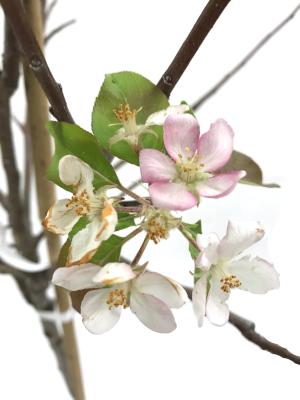 Apple Trees - Golden Delicious