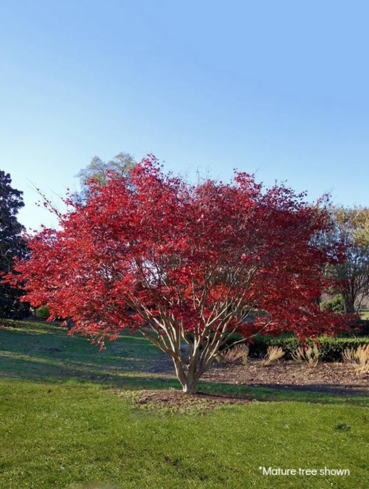 Maple - Japanese Red