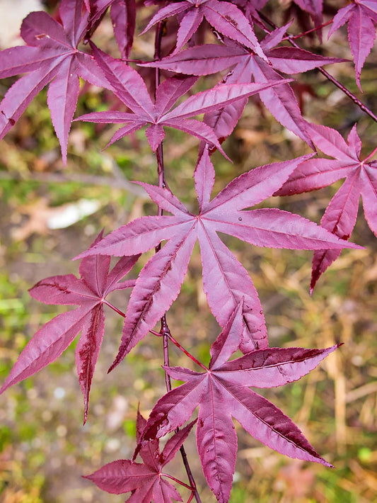 Maple - Japanese Emperor One