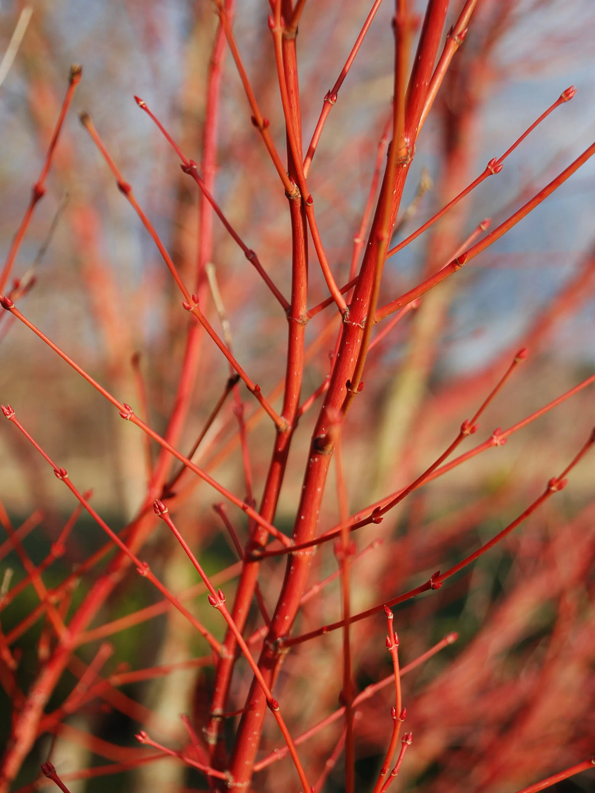 Sango Tree Maple - Japanese Sango Kaku – Online Trees