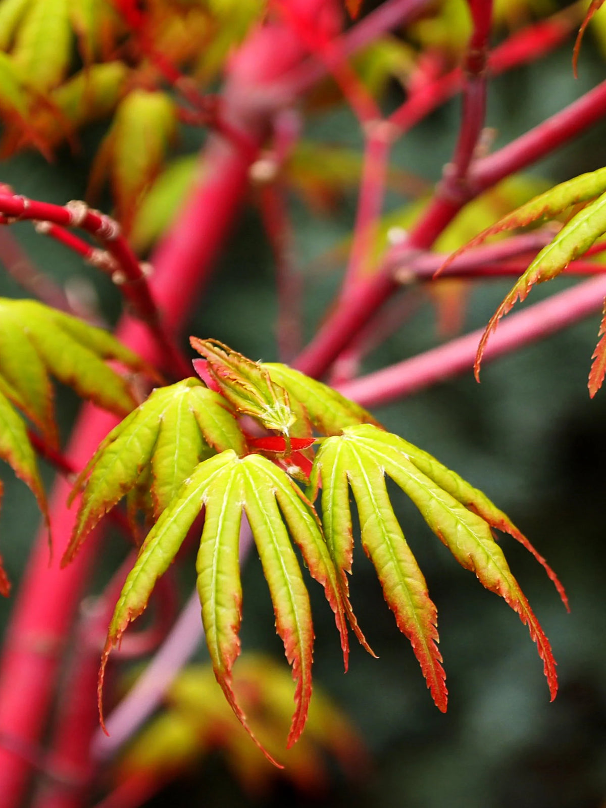 Sango Tree Maple - Japanese Sango Kaku – Online Trees
