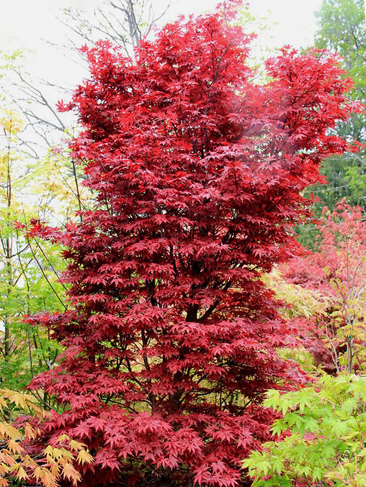 Maple - Japanese Twombly's Red Sentinel