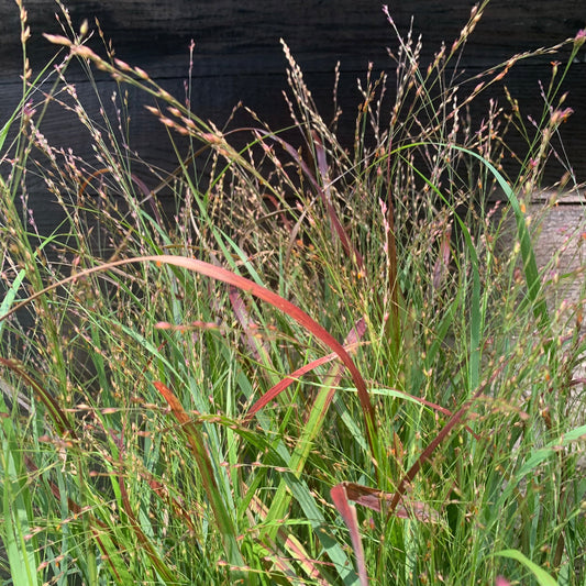 Shenandoah Switch Grass