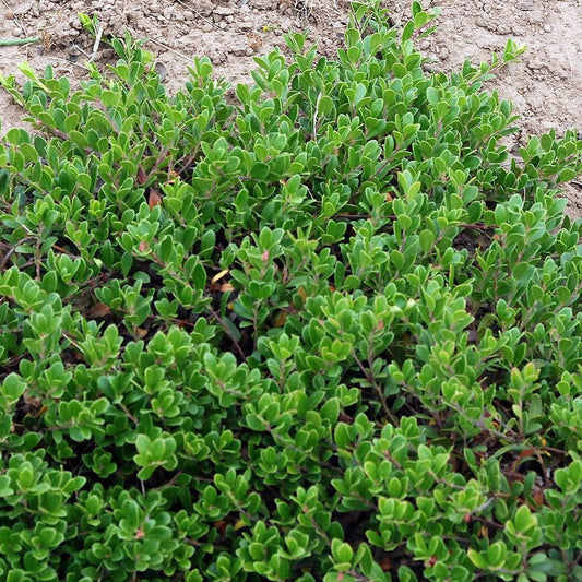 Massachusetts Bearberry
