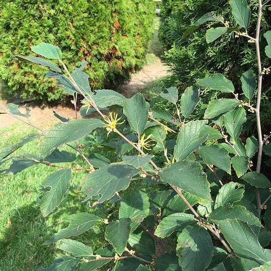 Witch Hazel