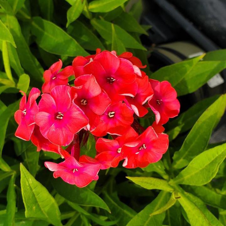 Volcano® Ruby Phlox – Online Trees