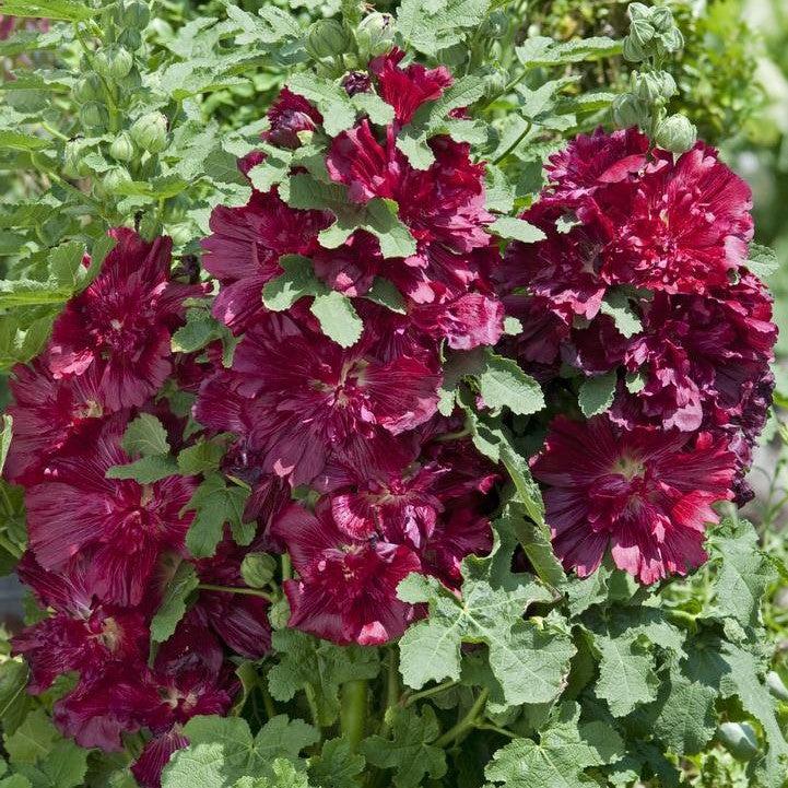 Alcea rosea 'Spring Celebrities Crimson' - Spring Celebrities™ Crimson ...
