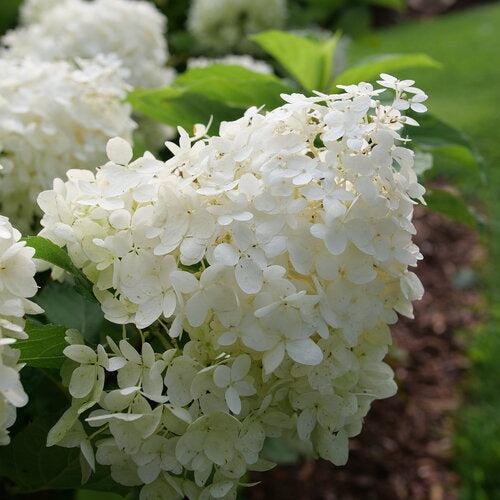 PW® Puffer Fish® Hydrangea