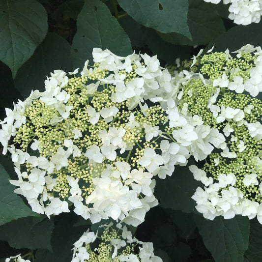 Haas' Halo Hydrangea