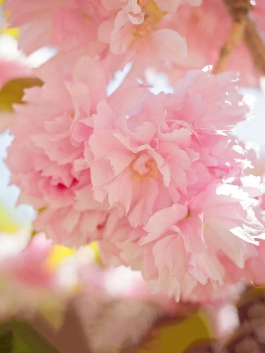Cherry - Kwanzan (Flowering)