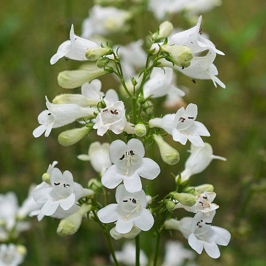 Beardtongue