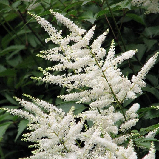 Deutschland Japanese Astilbe
