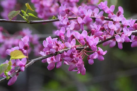 Lavender Weeping Redbud