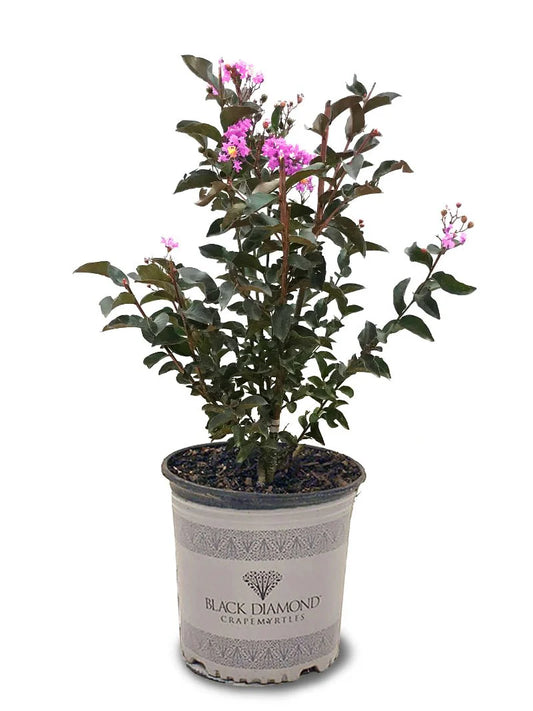 Crape Myrtle - Black Diamond® Lavender Lace