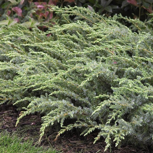 Juniperus communis 'Amidak'  - Blueberry Delight Juniper