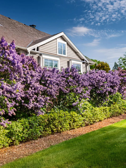 Lilac - Persian