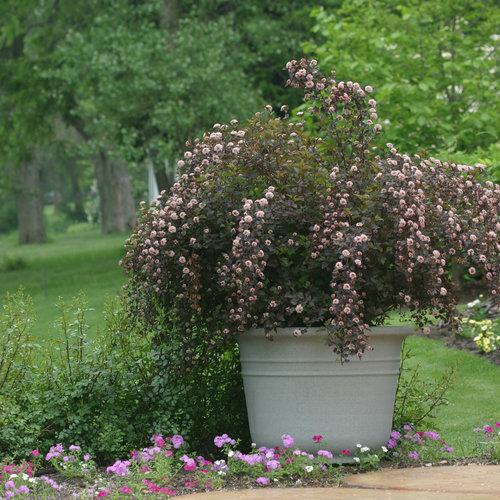 Summer Wine® Ninebark