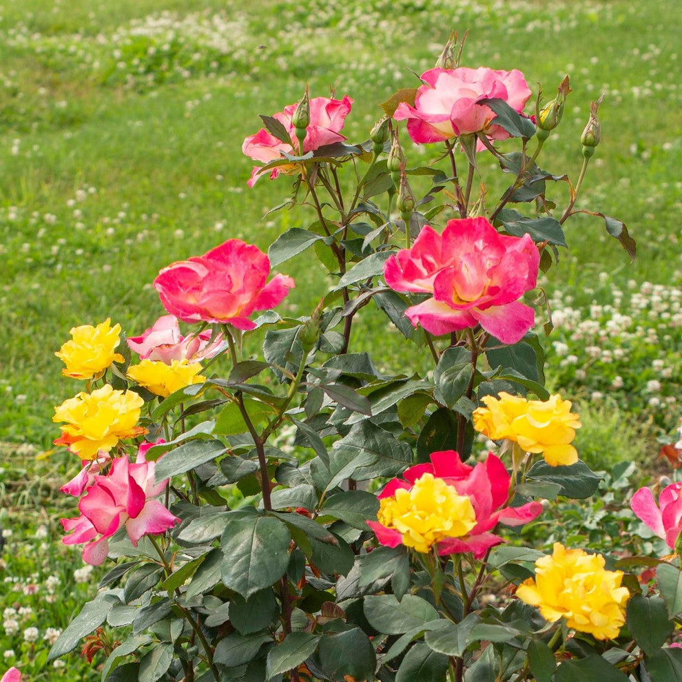 Sunset Horizon™ Rose – Online Trees