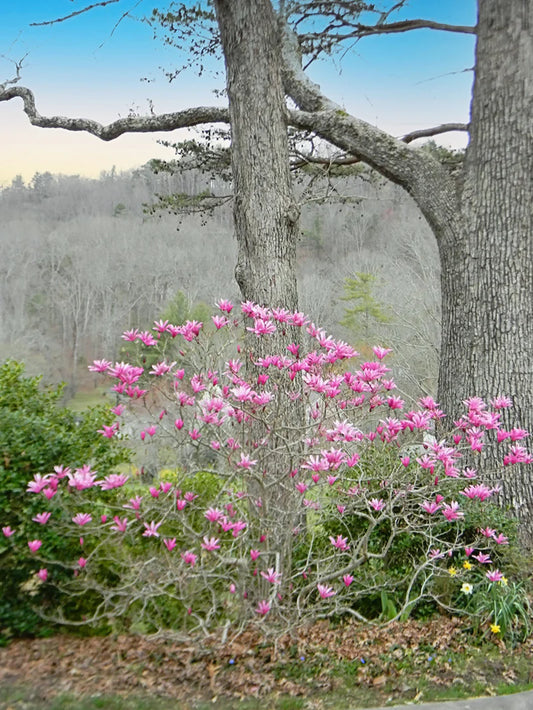 Magnolia - Jane (Japanese)