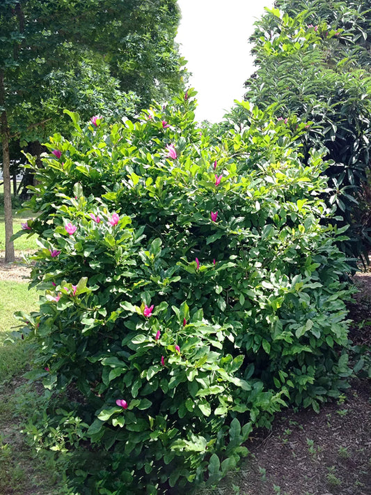 Magnolia - Jane (Japanese)