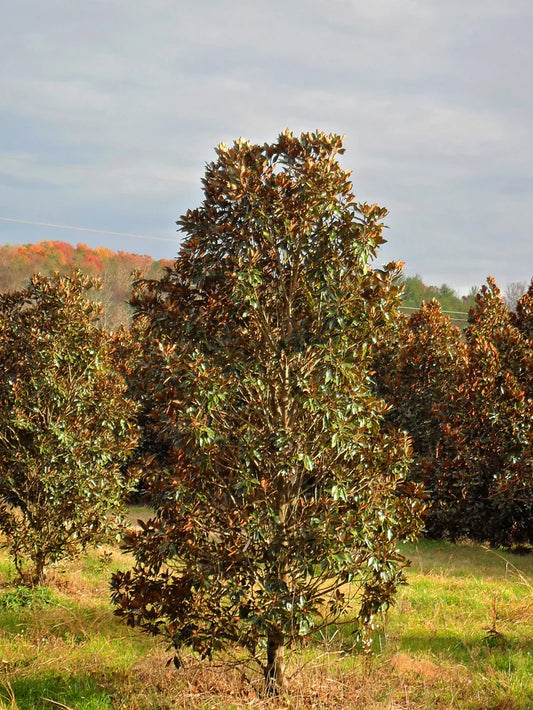 Magnolia - Little Gem (Southern)