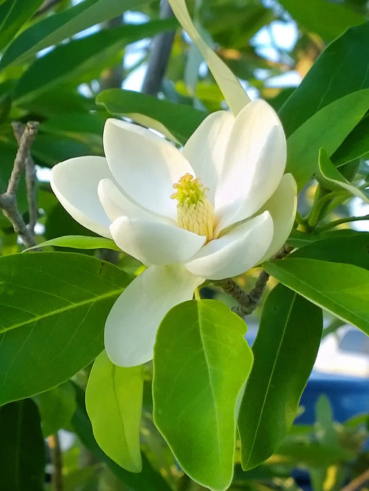 Magnolia - Sweetbay