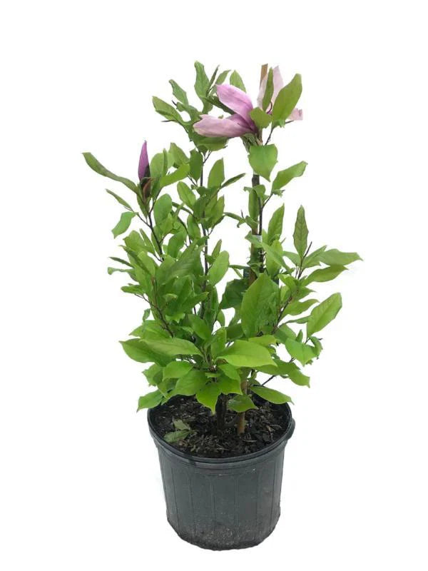 Magnolia - Alexandrina (Japanese)