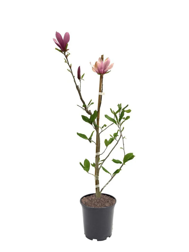 Magnolia - Alexandrina (Japanese)