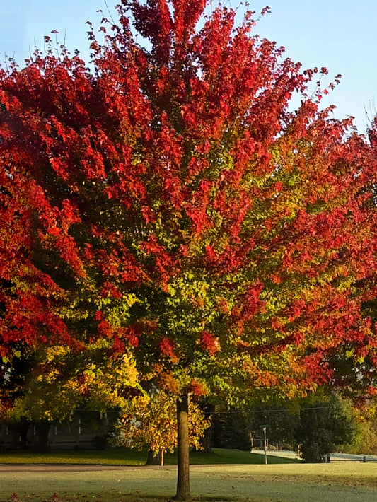 Maple - Summer Red