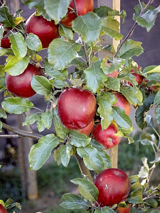 Apple Trees - Melrose (Red)