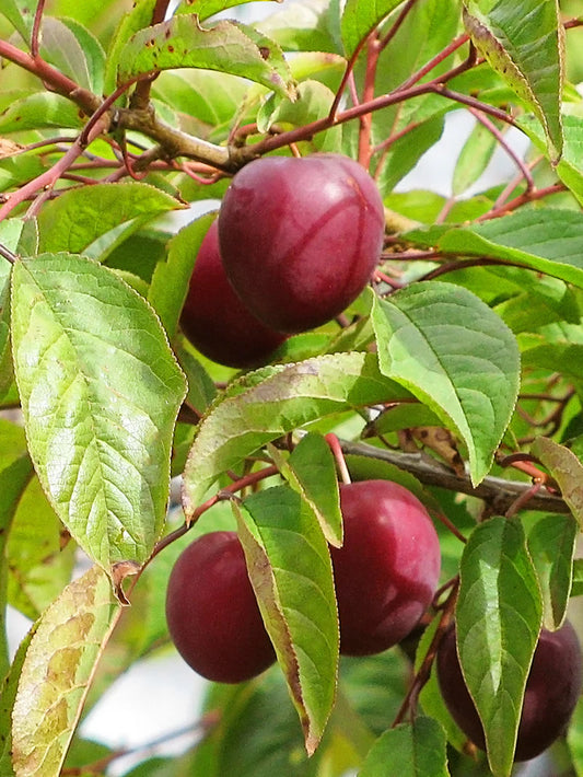 Plum Trees - Methley
