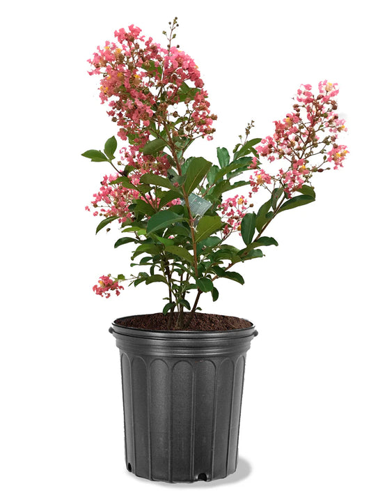 Crape Myrtle - Miami