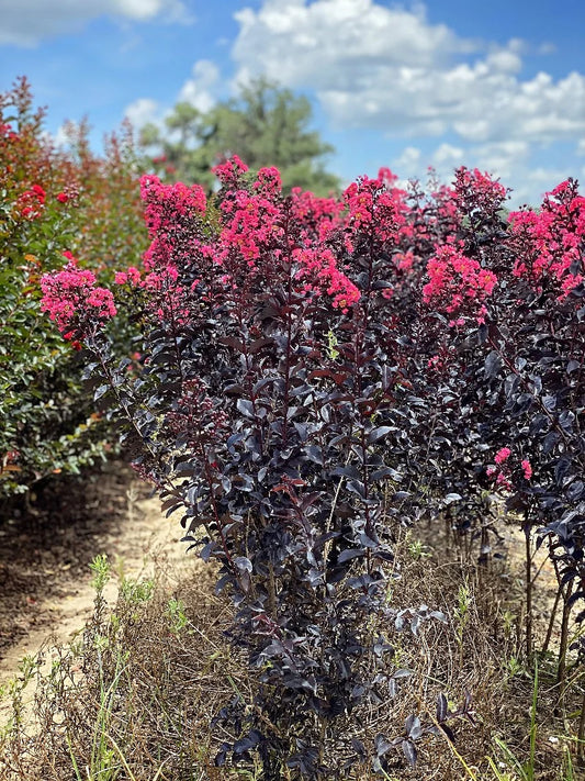 Crape Myrtle - First Editions® Midnight Magic™