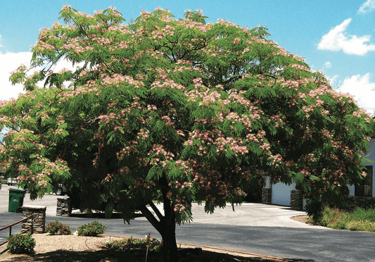 Mimosa Trees