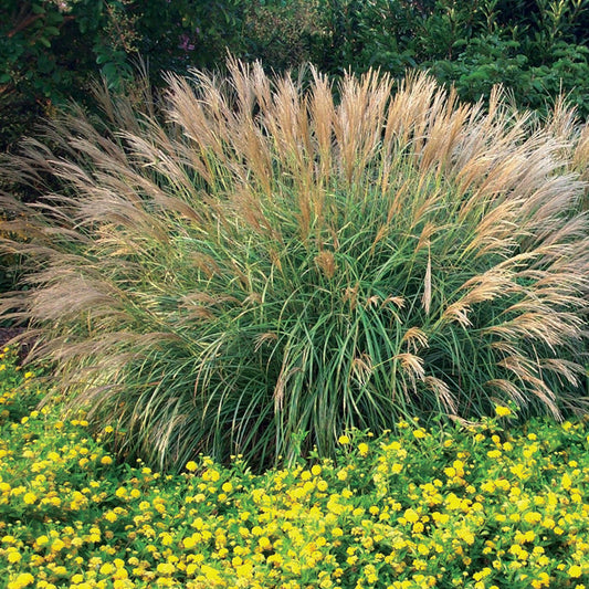 Dwarf Maiden Grass (Miscanthus sinensis 'Adagio')