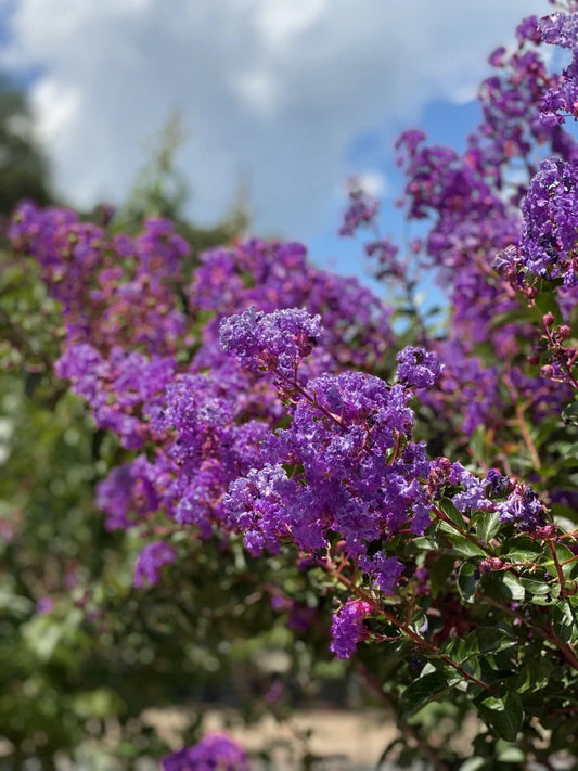 Crape Myrtle - Southern Living™ Miss Sandra