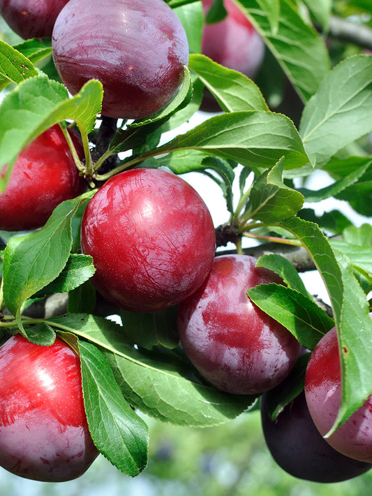 Plum Trees - Morris