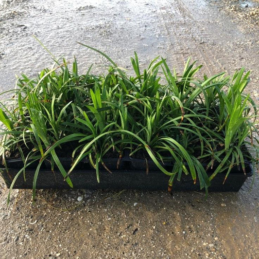Big Blue Lily Turf