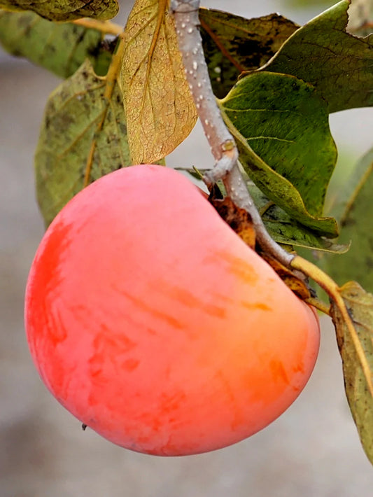 Persimmon Trees - Nikita's Gift (Astringent)