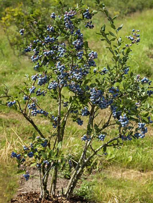 Blueberry - Brigitta (Northern Highbush)
