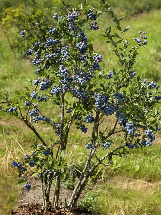 Blueberry - Chandler (Northern Highbush)