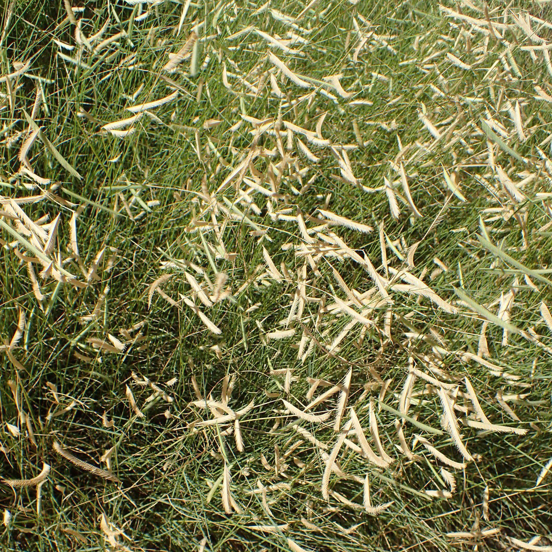 Blonde Ambition' Blue Grama – Online Trees